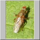 Scatophaga sp - Dungfliege 01e.jpg